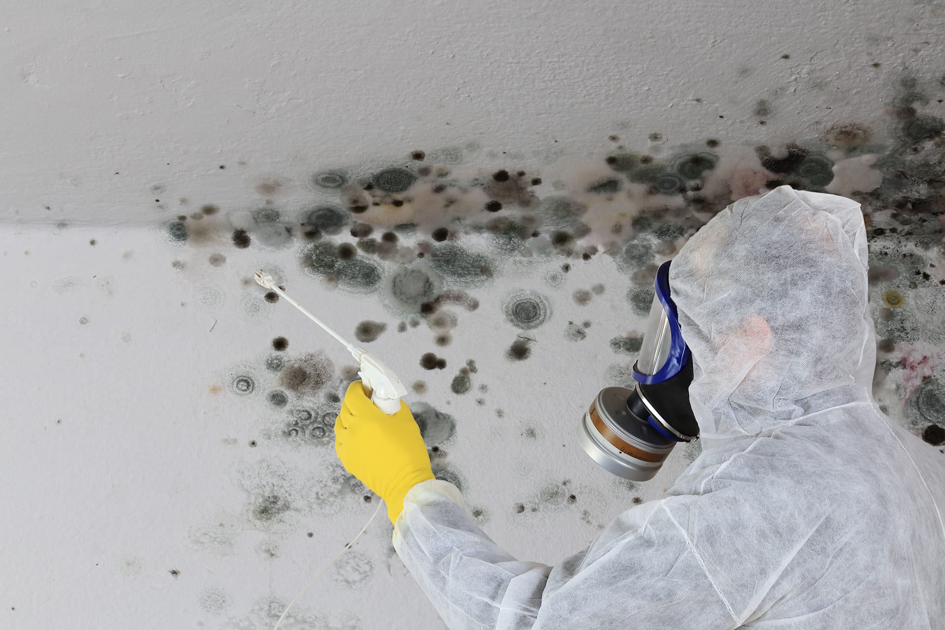 Man removing Mold fungus with respirator mask